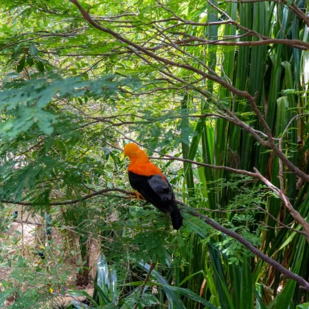 Aviario dapctravel.com 4