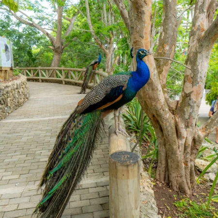 Aviario dapctravel.com 5