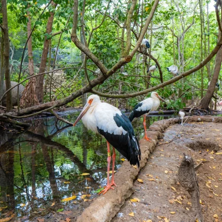 Aviario dapctravel.com 6